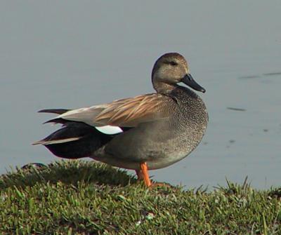 Gadwall : Anas strepera