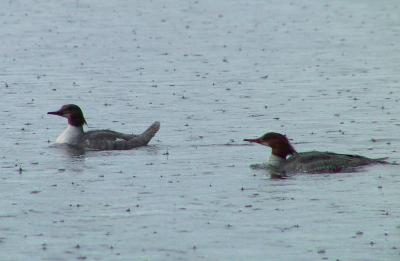 Female Common Mergansers - this was the weather for a lot of the time I was there!