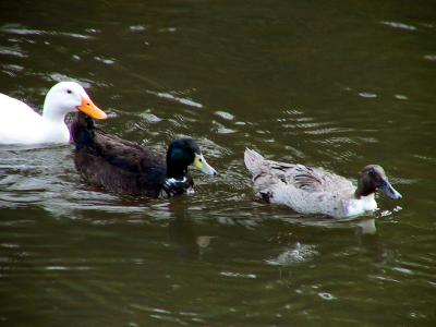 Hybrid ducks. These three stuck together all the time.