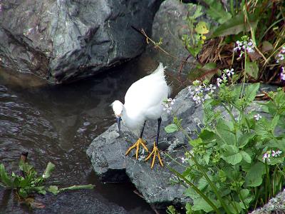 Snowy Egret showing it's Golden Slippers