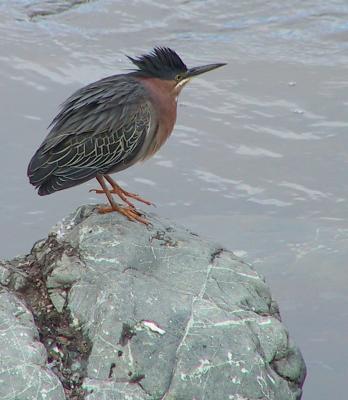 Green Heron - another Green Heron flew close to this one and it raised it's crest.