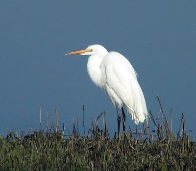 Great Egret : Ardea alba