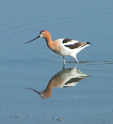 Recurvirostridae : Avocets and Stilts