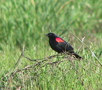 Red-winged Blackbird : Agelauis phoeniceus