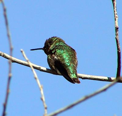 Anna's Hummingbird at Coyote Creek