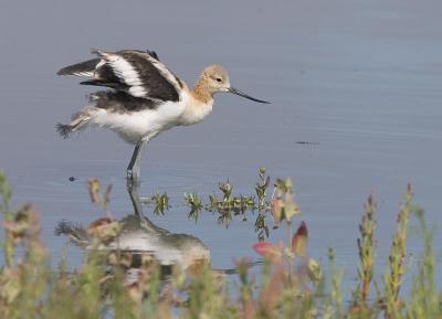 Baylands 14-Aug-04