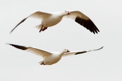 Snow Goose pair