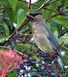 Cedar Waxwing