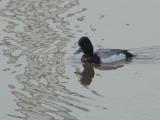 Lesser Scaup