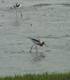 American Avocet