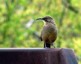 California Thrasher