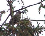 Northern Flicker