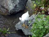 Snowy Egret showing its Golden Slippers