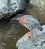 Green Heron