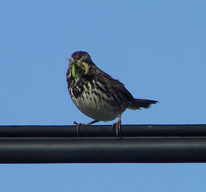 Song Sparrow