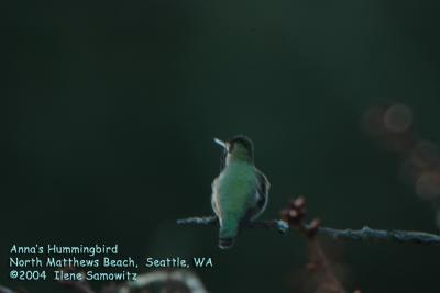 Annas Hummingbird 3368.jpg