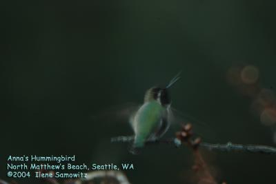 Annas Hummingbird 3369.jpg