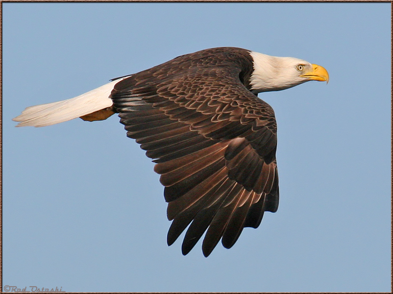 Eagle In-Flight