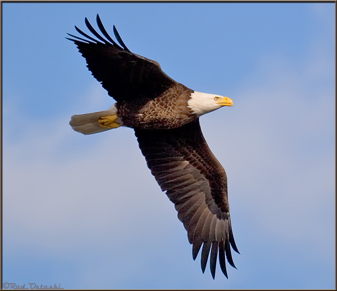 Eagle In-Flight