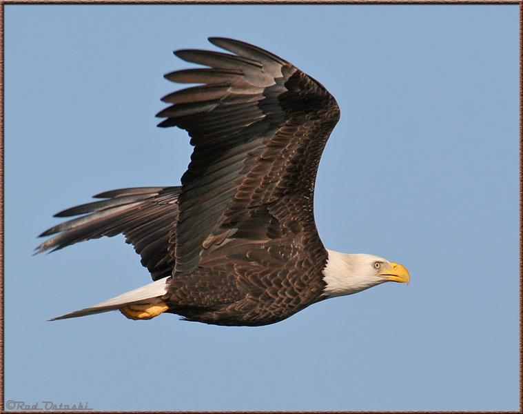 Eagle In-Flight