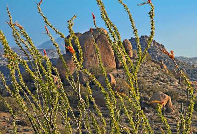 Ocotillo at Pinacle Peak