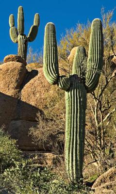 Two cacti