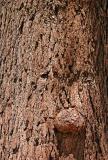 Ent