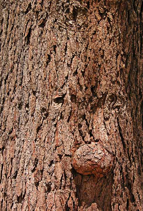 Ent