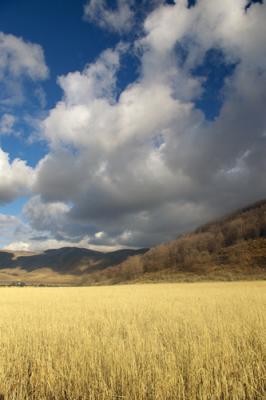 Winter Grain Fields - Mantua, Utah