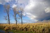 Winter Trees