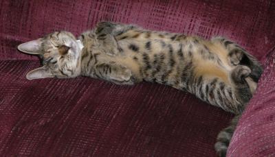 spoiled kitty.jpg