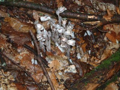 Indian Pipe in the woods