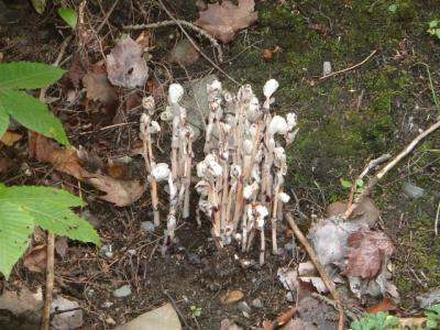 More Indian Pipe