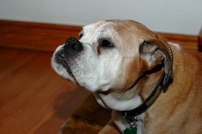 Boxy the Boxer