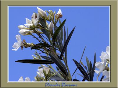 Aug 23:   Oleander Blossoms