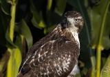 Red-tailed Hawk Portrait