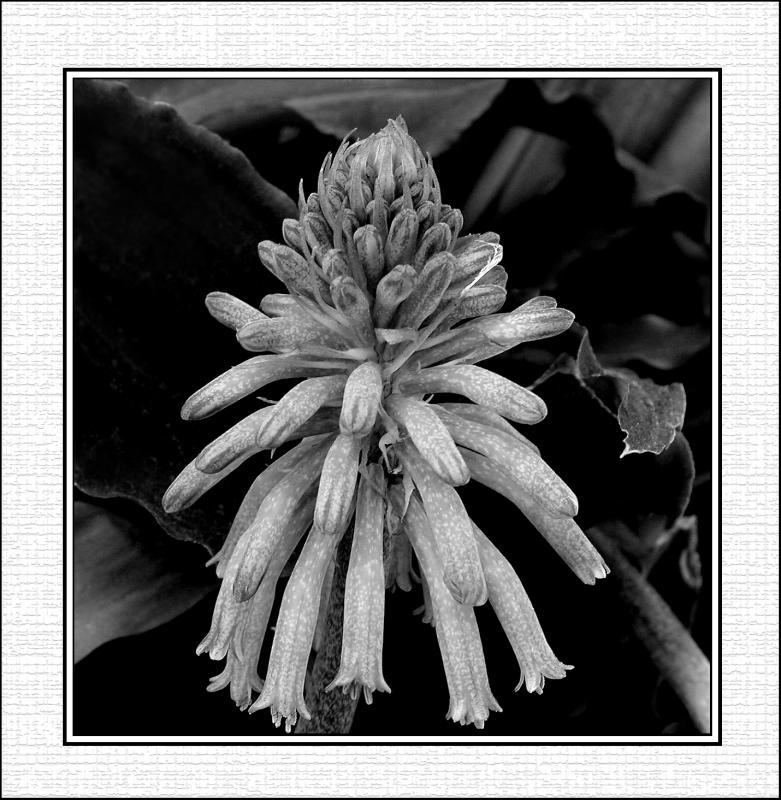 funky_flowerBW.jpg