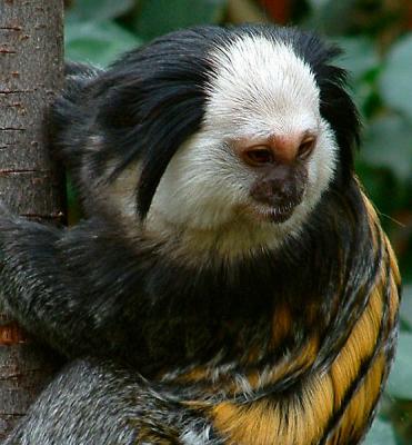 GEOFFROYS MARMOSETS