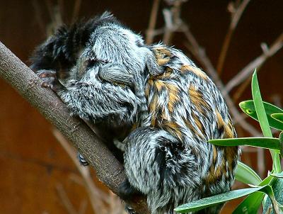 marmosets