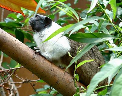 u8/sandpiper/medium/37429519.PiedTamarin3.jpg