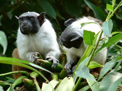 u8/sandpiper/medium/37429869.PiedTamarin5.jpg