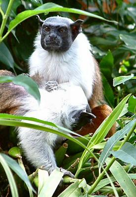 u8/sandpiper/medium/37430047.PiedTamarin6.jpg