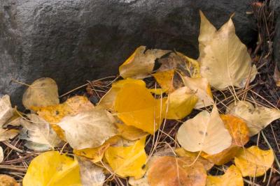 IMG00438.jpg Tahoe City, cottonwood leaves