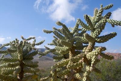 IMG00575.jpg
