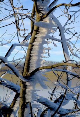 Frosted tree #1