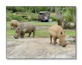 <b>White Rhinos</b><br><font size=2>Animal Kingdom