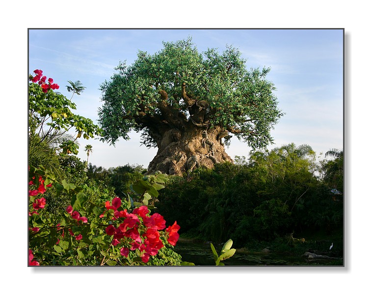 The Tree of LifeAnimal Kingdom