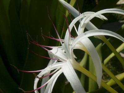 Spider Lily, (Pancratium littorale)