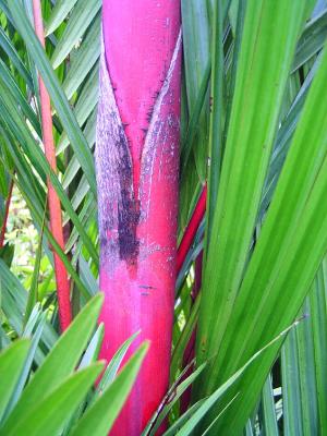 Sealing wax palm