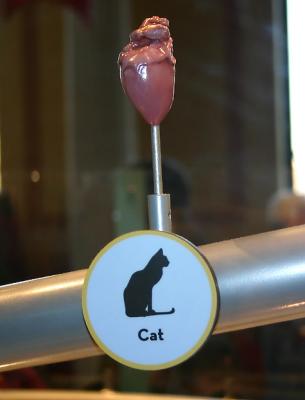 Cat heart